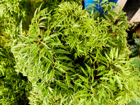 Beautiful Polyscias fruticosa leaf backgroundの写真素材