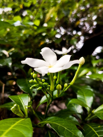 Tabernaemontana orientalis white flowers are beautiful. Tabernaemontana orientalis.の写真素材