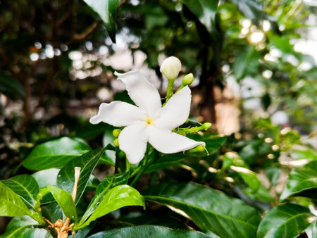 Tabernaemontana orientalis white flowers are beautiful. Tabernaemontana orientalis.の写真素材