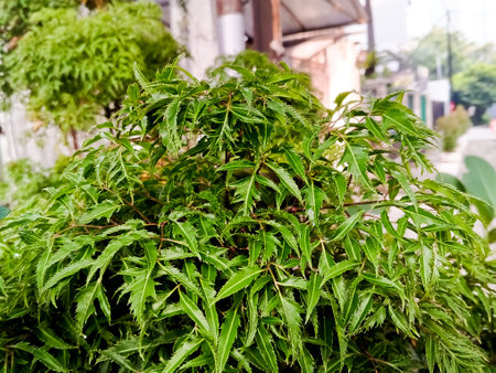 Beautiful Polyscias fruticosa leaf backgroundの写真素材