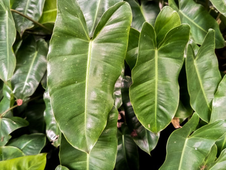 beautiful green color flower background Philodendron Beautifulの写真素材