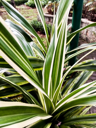 Pandanus Veitchii or the beautiful Yellow Pandanの写真素材