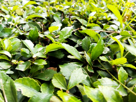 Acalypha siamensis plant seen up close with random green leavesの写真素材