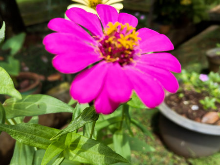Zinia Anggun or better known by the scientific name Zinnia elegans is one of the most famous annual flowering plants of the genus Zinia.の写真素材