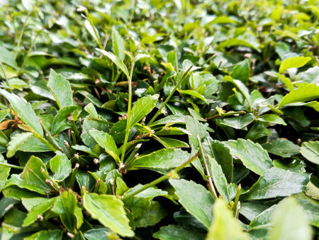 Acalypha siamensis plant seen up close with random green leavesの写真素材