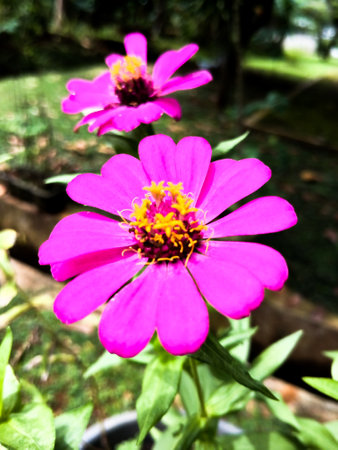Zinia Anggun or better known by the scientific name Zinnia elegans is one of the most famous annual flowering plants of the genus Zinia.の写真素材