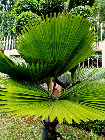 Close up of ruffled fan palm tree leaf (Licuala cordata). Tropical plant, green natural foliageの写真素材