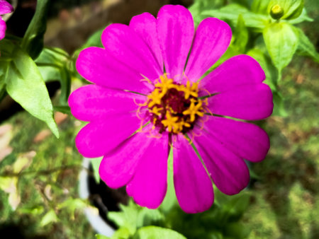 Zinia Anggun or better known by the scientific name Zinnia elegans is one of the most famous annual flowering plants of the genus Zinia.の写真素材