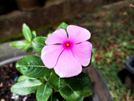 The virgin flower, also called Catharanthus roseus, has a beautiful pink color in the gardenの写真素材