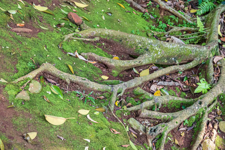 Close detail of intertwined tree roots and stones overgrown with moss and leaves in a damp tropical...