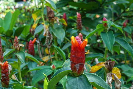 Close-up of red spiral ginger flower with bright yellow tips and green leaves in a tropical garden, showing vivid color and natural plant beauty.の写真素材
