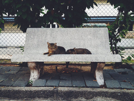 Two cats resting on a bench on a sunny evening. 