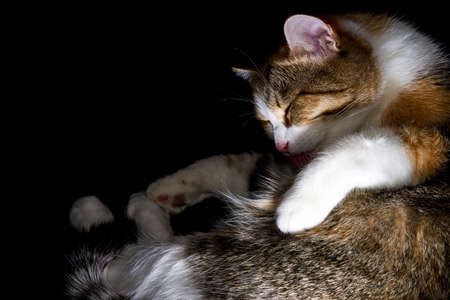 cat sleeping in different poses black backgroundの写真素材