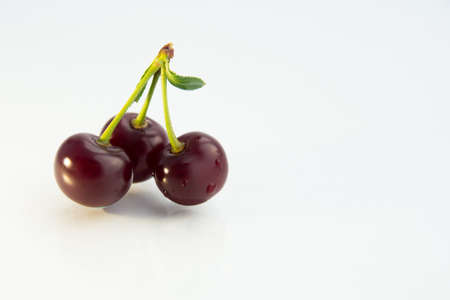 large ripe cherry berries on a white background with water drops green leaf and branch close-upの写真素材