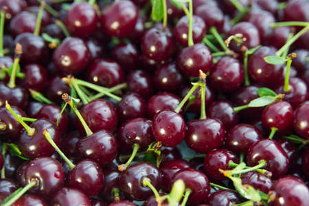lots of red ripe cherry berries close-up with leaves branches, fresh berriesの写真素材