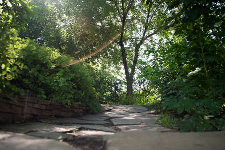 stone path between trees for walking and relaxing in the Park on a Sunny summer dayの写真素材