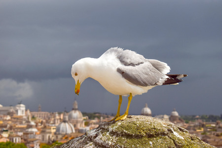 Kingfisher on the top of Saint Angelo Castleの写真素材