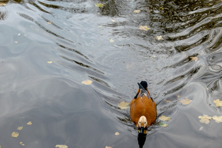 A hurried duck on the lakeの写真素材