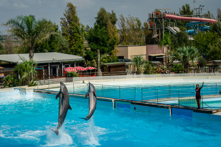 Rome, Italy - September 2018: Dolphins Performance at Zoomarineのeditorial素材
