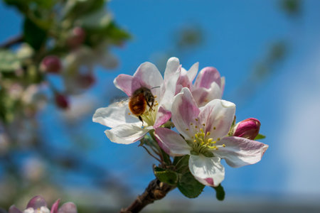 Blossoming branch of an apple tree in spring