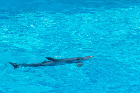 Dolphin at the surface of the water, shining for spectators, Rome, Italy