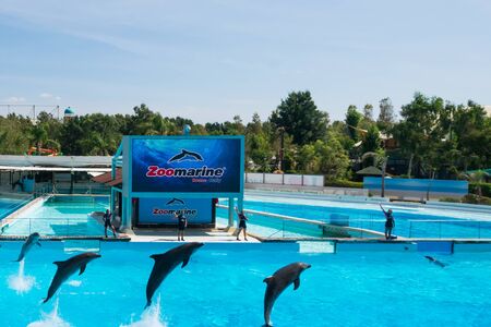 Dolphins in the middle of their show at Zoomarineのeditorial素材