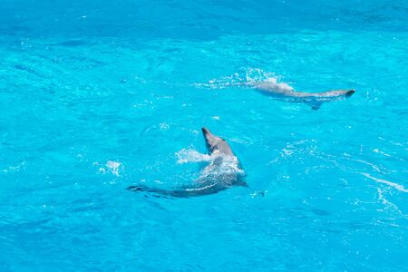 Dolphins at the surface of the water, shining for spectators, Rome, Italyのeditorial素材