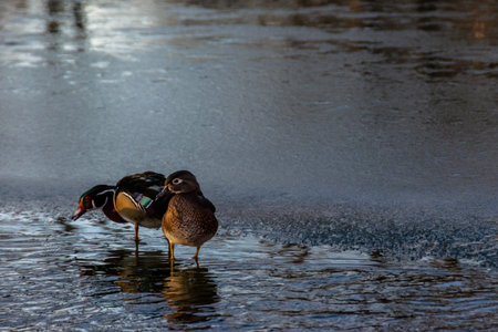 Ducks sitting on a frozen lake in the winter season