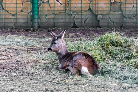 European roe deer living in their habitat in a parkの写真素材