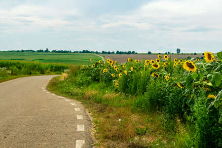 Field of blooming sunflowers with a blue sky backgroundの写真素材