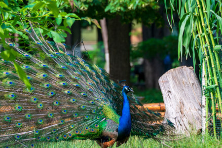 Beautiful Peacock with feathers out