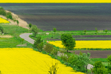 Field of rapeseed in Spring