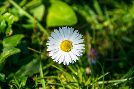 White daisy flower in the garden