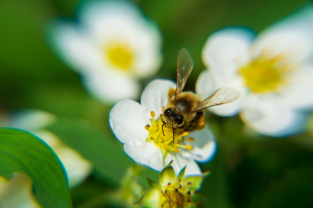 Bee on a white strawberry flower in the garden