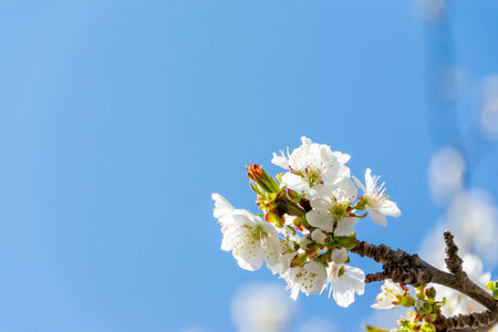 White cherry blossom in spring