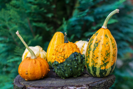 Decorative Gourds or pumpkins on a wooden table in nature