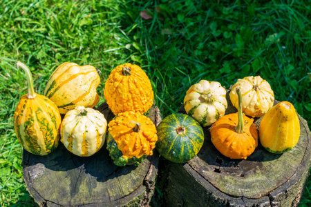 Decorative gourds or pumpkins on a wooden table in the sunlight
