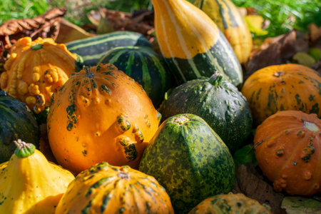 Decorative gourds or pumpkins among fall's colored leaves enlightened by sunset