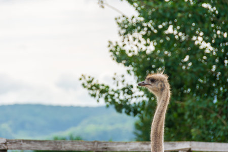 Ostrich head close-up on a farm