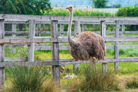 A common ostrich from a farm walkingの写真素材