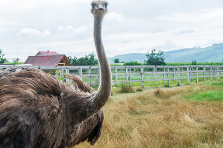 A common ostrich from a farm walking