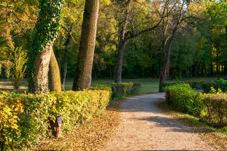 Autumn forest pathway from Miclauseni Castle, Romania
