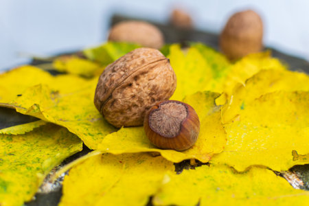 Natural walnuts among fall colored leaves enlightened by sunset light.の写真素材