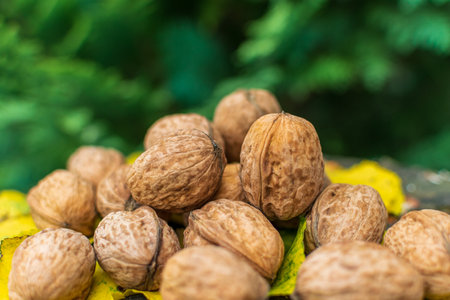 Natural walnuts among fall colored leaves enlightened by sunset light.の写真素材