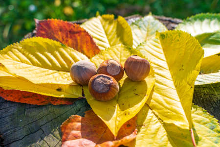 Hazelnuts Among Fall Colored Leaves In The Forest Enlightened by Sunsetの写真素材