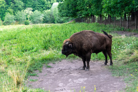 European Bison Grazing in a Fieldの写真素材