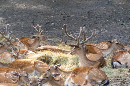 Resting Deer Family in a Forest Clearingの写真素材