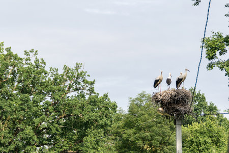 Stork Family in Their Nestの写真素材