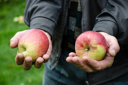 applesの写真素材