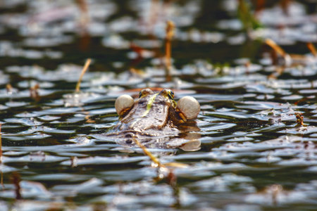 small Frog during mating on the lake